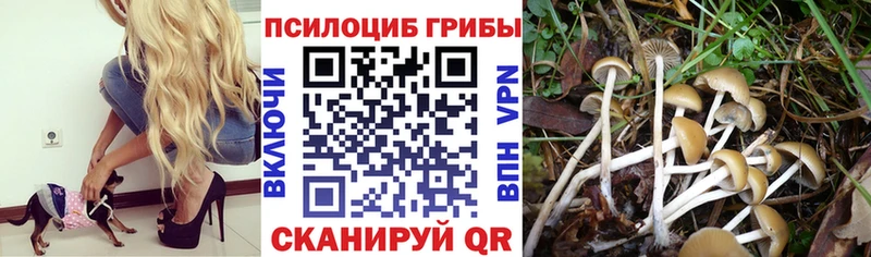 Псилоцибиновые грибы мицелий Топки